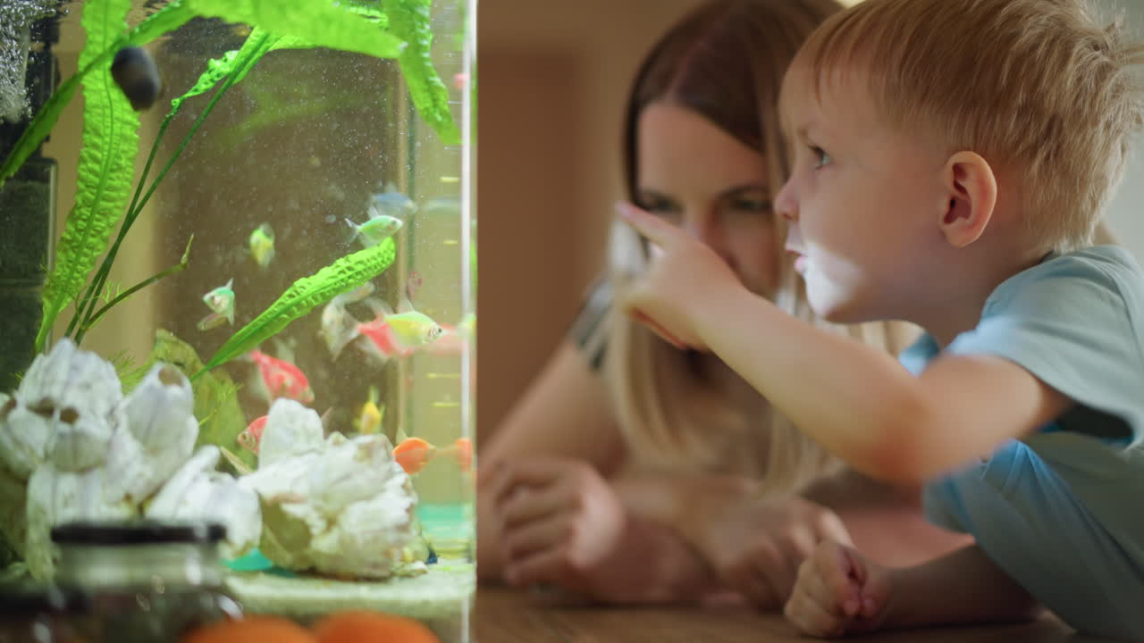 Curious boy in blue shirt leaning close to bright aquarium, watching colorful fish swimming among green plants and white rocks while mother stays nearby, both enjoying fascinating moment