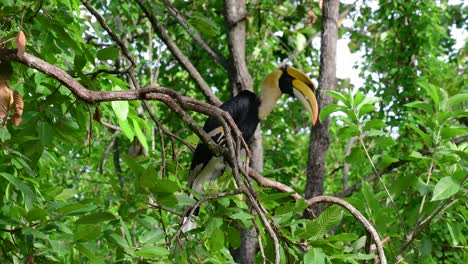 the great hornbill is a big bird with huge horn-like yellow bill used to gather fruits and other food items in the jungle