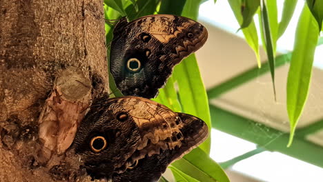 close-up view of large butterflies sitting on the site of a tree