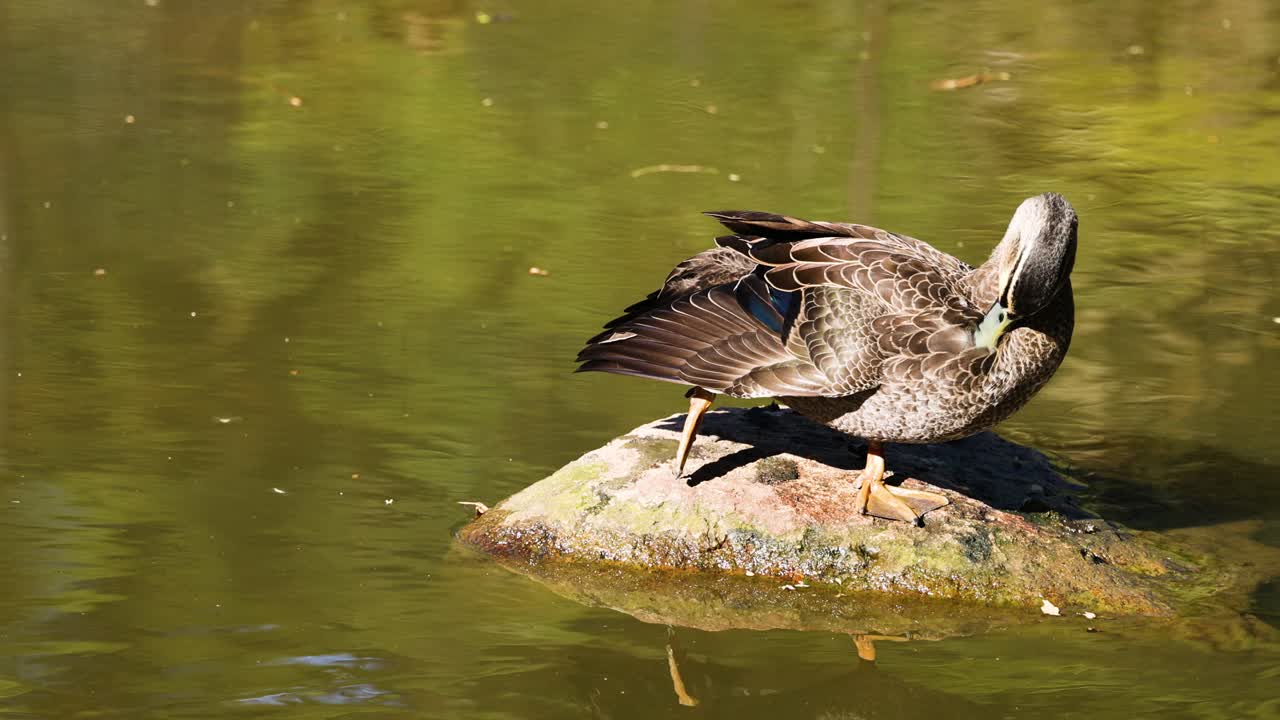 Duck preening feathers on a rock in water