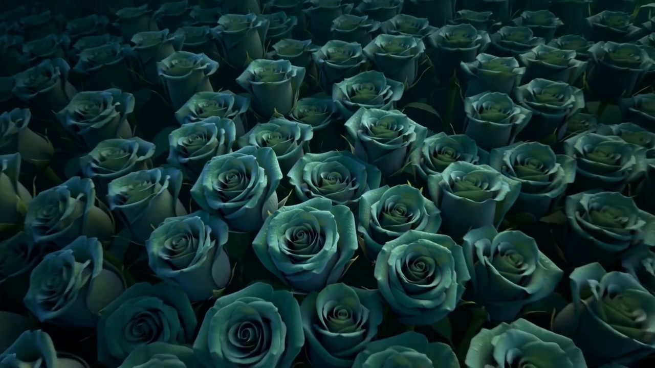 La telecamera si allontana rivelando rose verde acqua compatte in studio, mostrando un motivo ripetuto e rugiada.