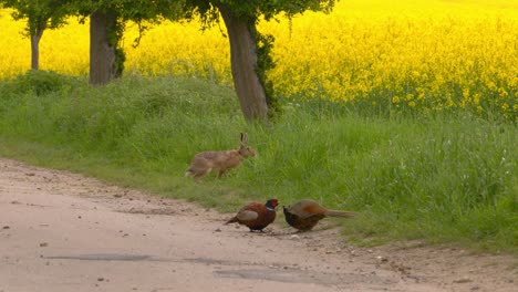 Landwirtschaftliche-Umgebung-Mit-Einem-Hasen,-Der-Hinter-Zwei-Fasanen-Eine-Schotterstraße-überquert