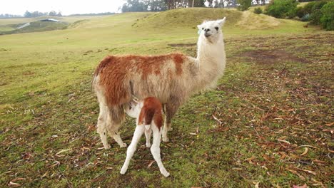 a baby llama drinking milk from its mother's udder in the countryside