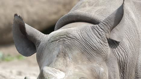 white rhino ears and tusk close-up: wildlife endangerment