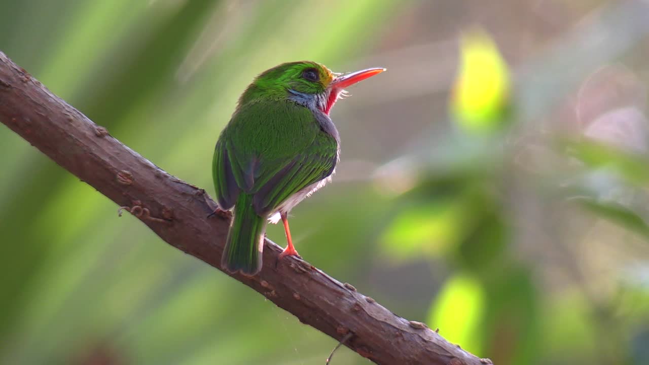 el pájaro tody cubano posa en una pequeña rama 2