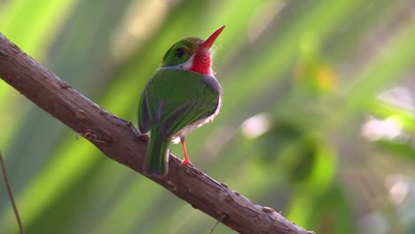 El-Pájaro-Tody-Cubano-Posa-En-Una-Pequeña-Rama-2