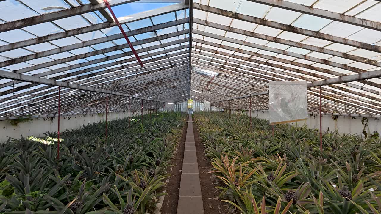 Long forward dolly inside huge greenhouse where pineapple plants are cultivated