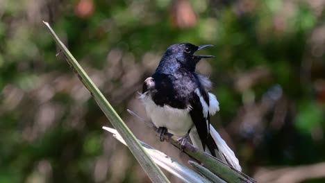 the oriental magpie-robin is a very common passerine bird in thailand in which it can be seen anywhere