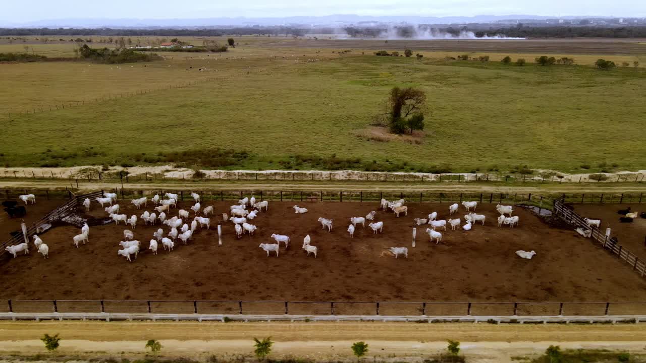 White, Brown and Black Cows in Feed Lot on Farm, Sideways Drone View