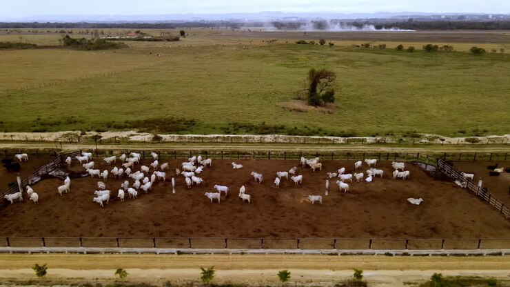White, Brown and Black Cows in Feed Lot on Farm, Sideways Drone View