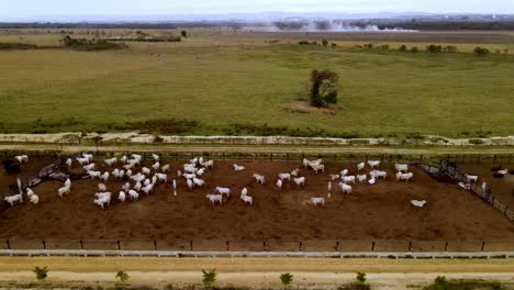 White,-Brown-and-Black-Cows-in-Feed-Lot-on-Farm,-Sideways-Drone-View