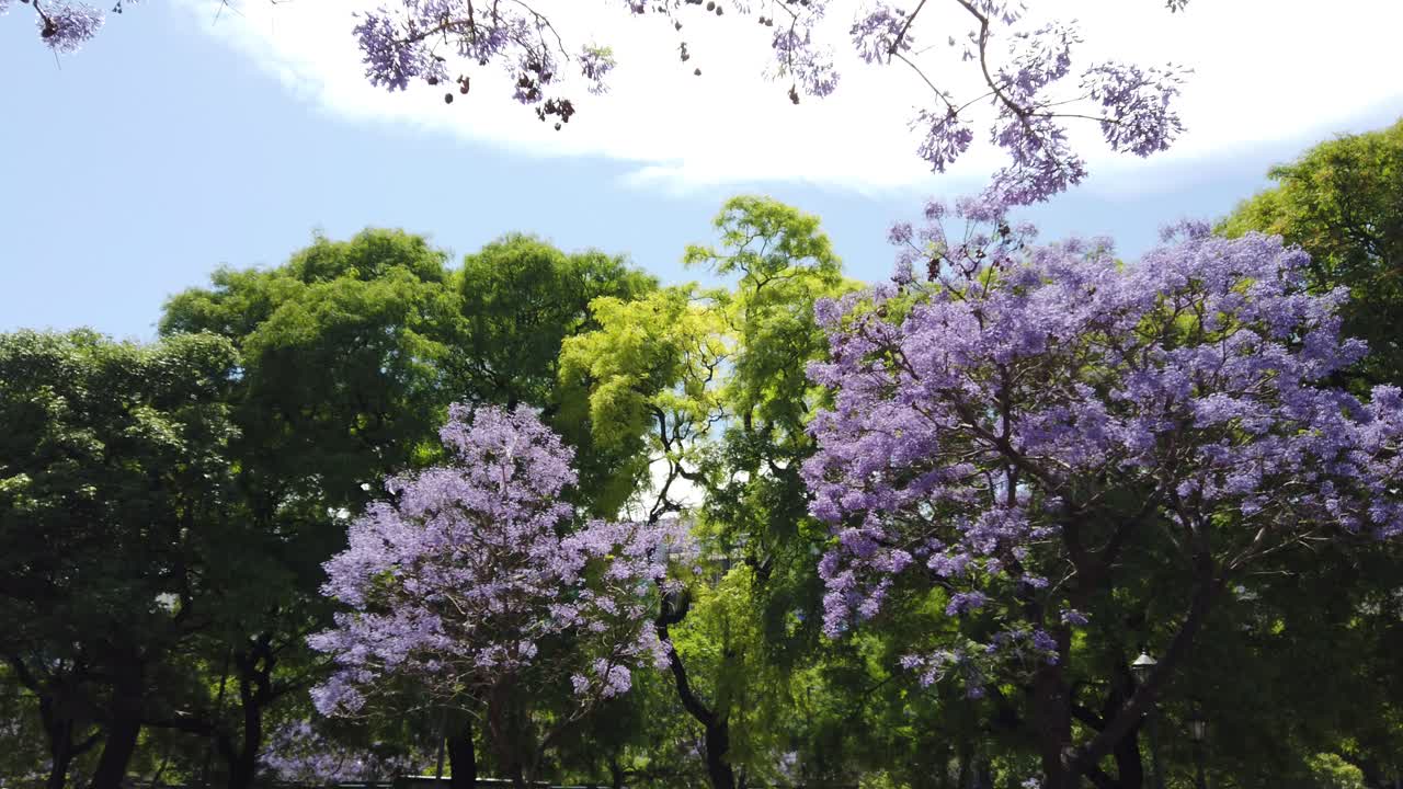 Jacarandá flowers with greenery under sunny skyline landscape panoramic daylight