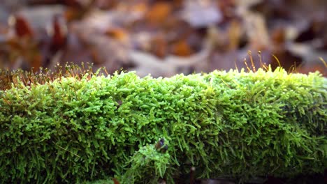 cerca del tronco de un árbol cubierto de musgo y verde en el bosque otoñal alemán