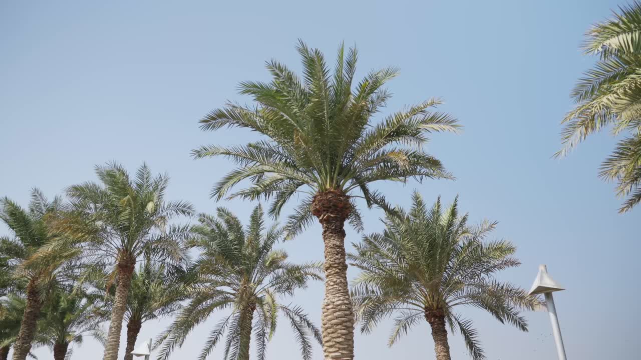 Palm trees swinging leafs in doha city during sunny day