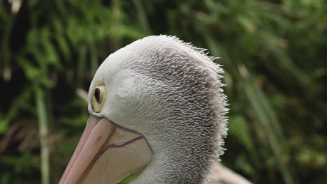 close-up of a pelican turning its head