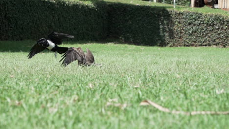 toma en cámara lenta de un águila persiguiendo a un cuervo de varios colores