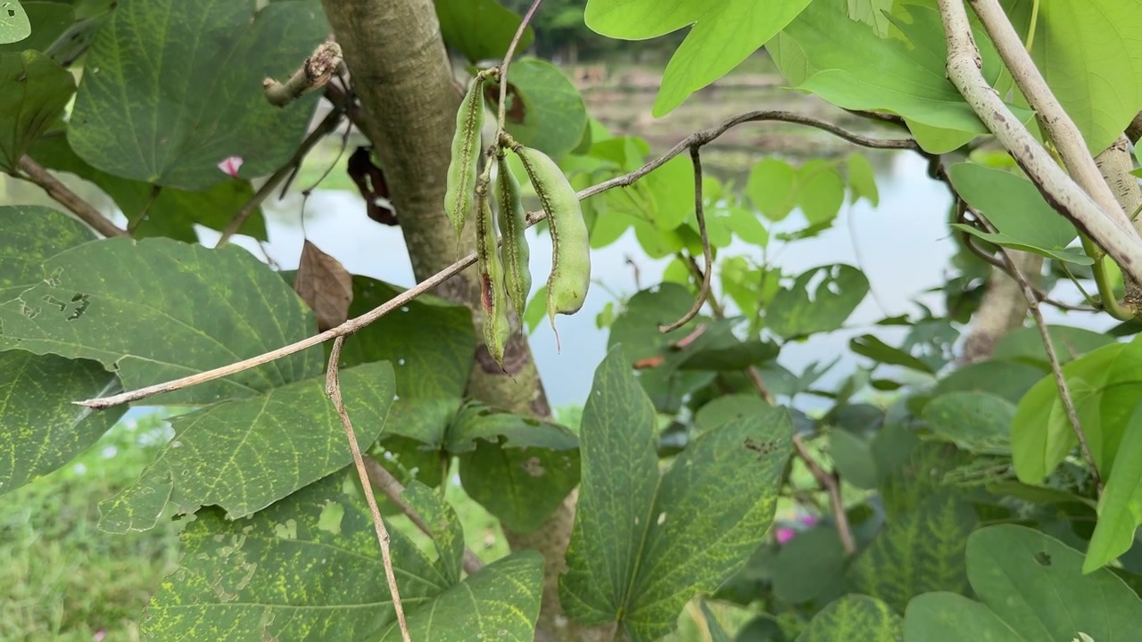 Fresh Green Seed Pods Swaying Gently on a Tree Branch
