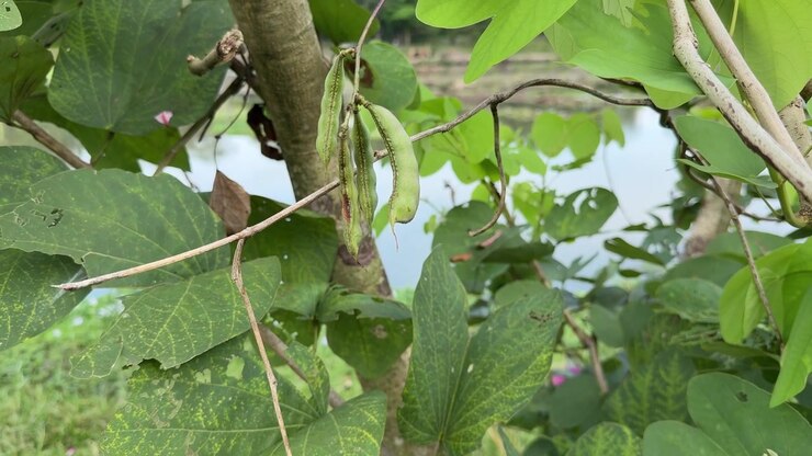 Fresh Green Seed Pods Swaying Gently on a Tree Branch