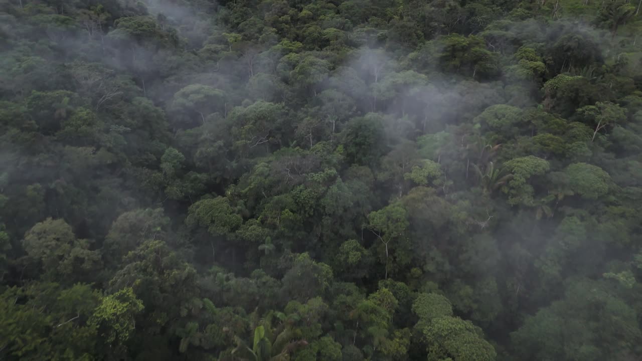 vista aérea de la jungla en pomona, ecuador