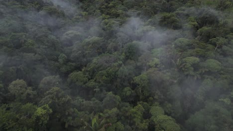 Luftaufnahme-Des-Dschungels-In-Pomona,-Ecuador