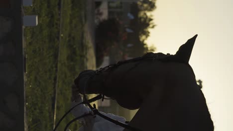 Horseback-Rider-Cuddling-His-Unique-Brown-Horse-Under-Sunlight-In-Horse-Track