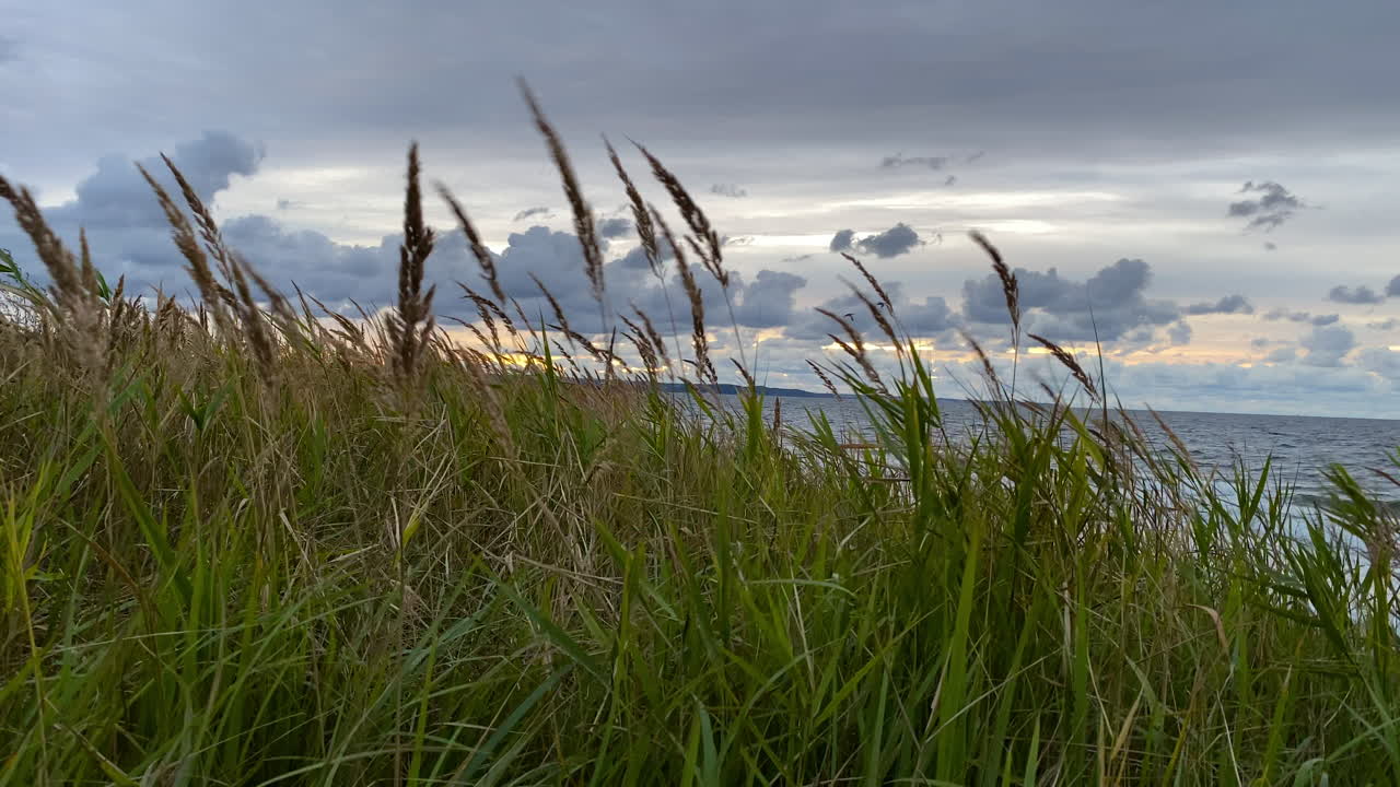 밝은 흐린 하늘 아래 osetnik 폴란드 주변의 신선한 공기로 흔들리는 아름다운 풍부한 잔디 - 클로즈업 샷