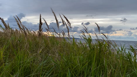 Das-Schöne-üppige-Gras,-Das-In-Der-Umgebung-In-Osetnik-Polen-Unter-Dem-Hellen-Bewölkten-Himmel-An-Die-Frische-Luft-Schwingt---Nahaufnahme