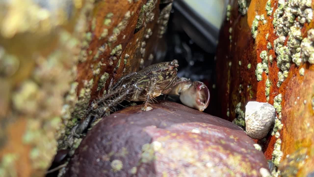 Crab claws crawl rock surface in coastal tide pool between orange seaweed-covered rocks