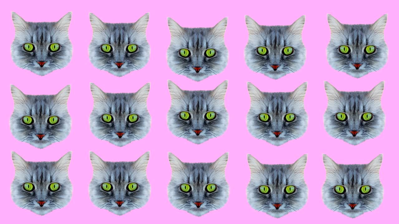 estilo de gato movimiento de color de fondo