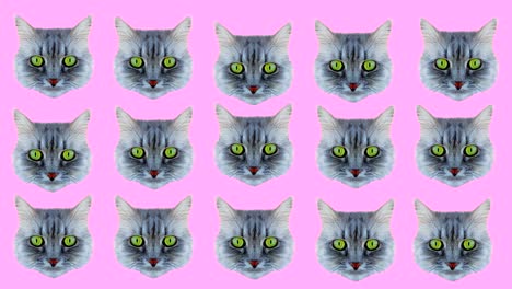 cat style wiggle moving color background