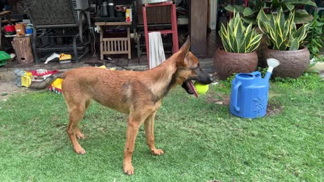 Pastor-Belga-Doméstico-Con-La-Boca-Mordida-En-Una-Pelota-De-Tenis,-Moviendo-La-Cola-Y-Listo-Para-Jugar-En-El-Patio-Trasero