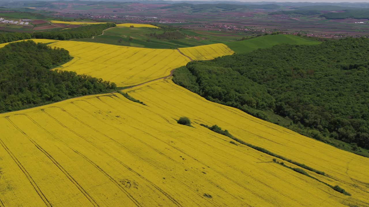 A beautiful, static aerial shot capturing the vibrant yellow of a blooming rapeseed (canola) field. The agricultural landscape contrasts with a green forest on rolling hills