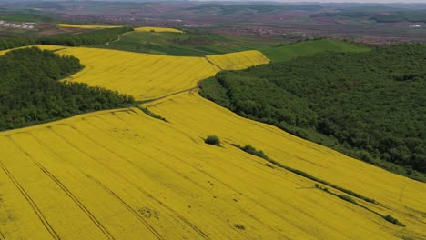 a beautiful, static aerial shot capturing the vibrant yellow of a blooming rapeseed (canola) field. the agricultural landscape contrasts with a green forest on rolling hills