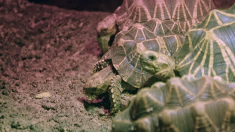 tortugas estrella indias comiendo lentamente, plano medio