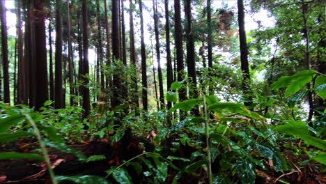 Trees-of-a-volcanic-forest,-inside-the-caldera-of-a-volcano,-by-the-Lagoa-das-Furnas-lake-on-the-island-of-Sao-Miguel-of-the-Portuguese-Azores