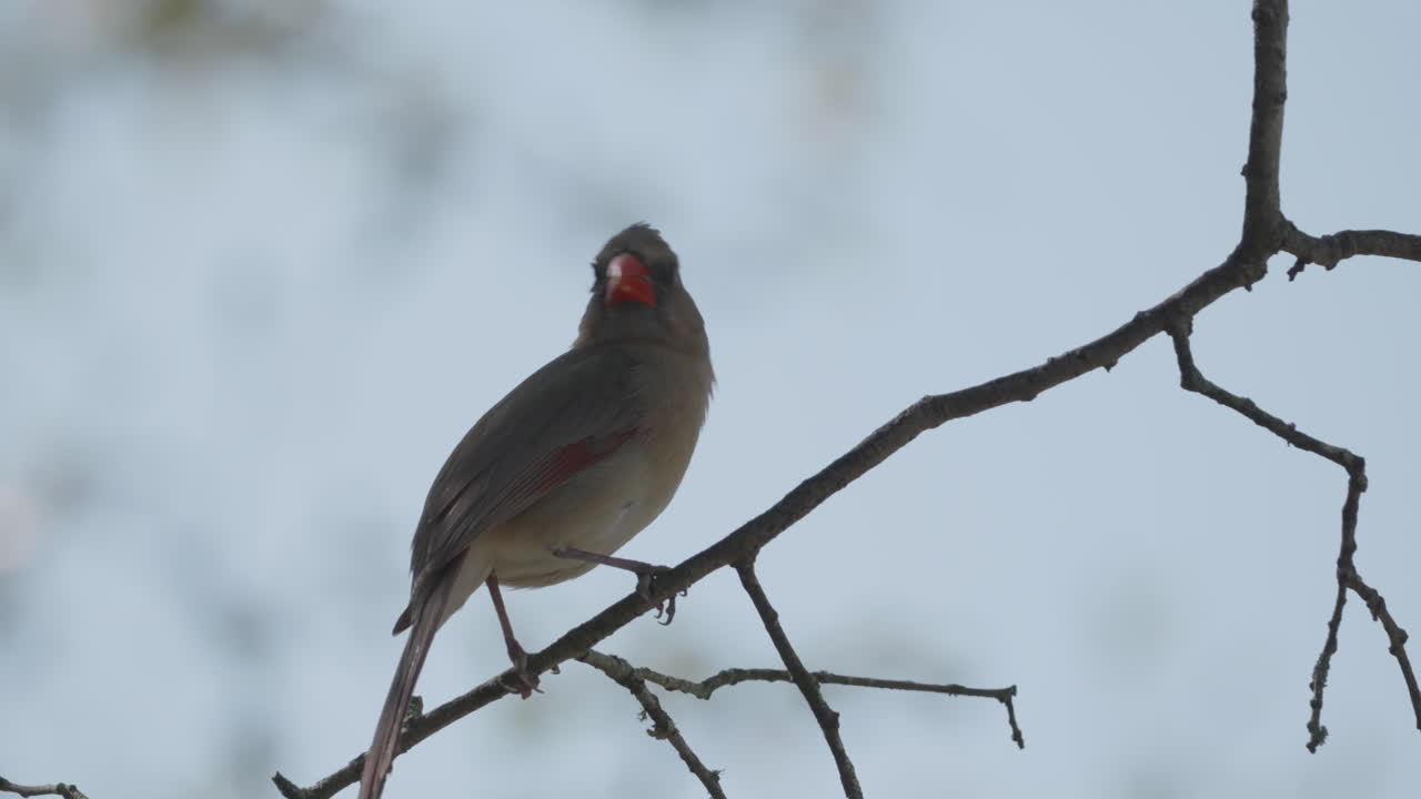 Female Northern Cardinal perched on a small branch before diving away - cardinalis cardinalis