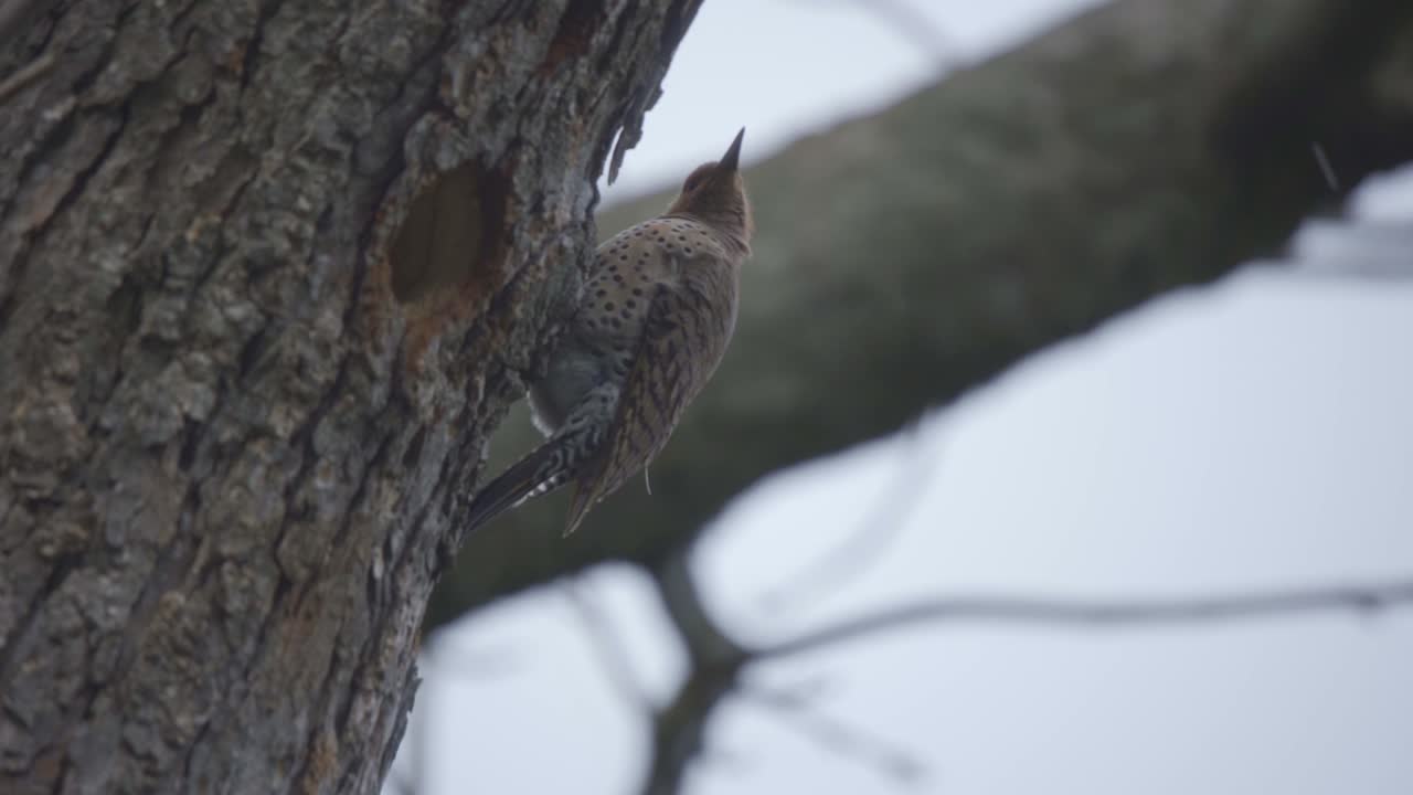 primer plano de un pájaro parpadeante del norte durante una tormenta de nieve en el parque provincial de algonquin