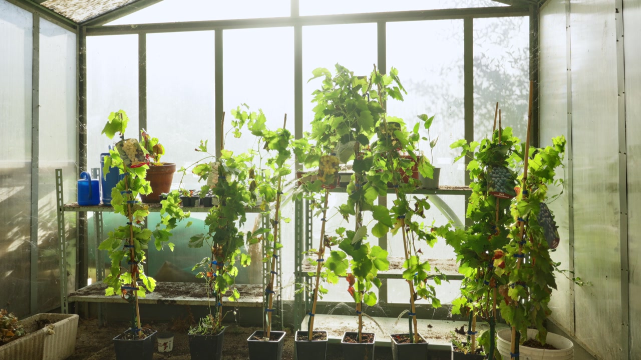Potted leafy green plants and grapevines growing on shelves inside sunlit glass greenhouse or conservatory. Gardening tools and terra cotta pots sit on metal utility shelving. Sustainable lifestyle