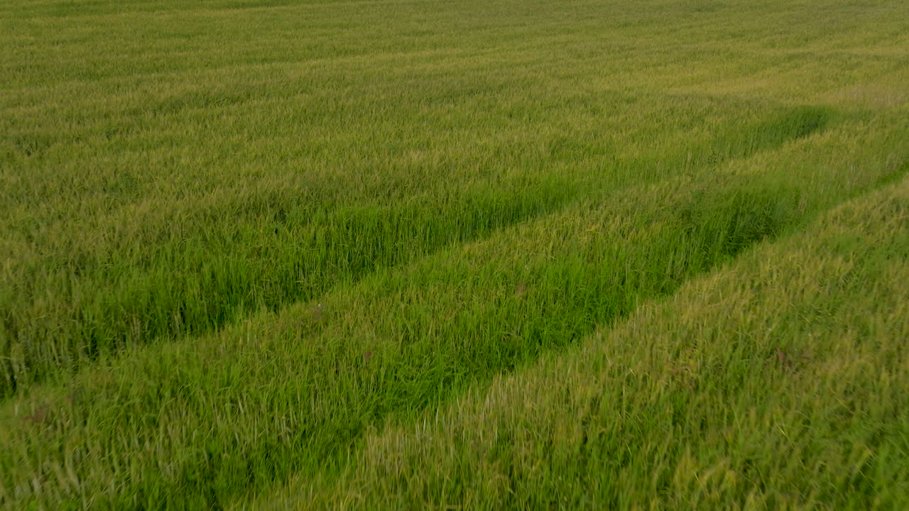 vista aérea de un campo verde de trigo