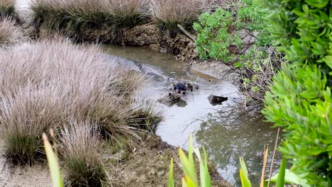 Ein-In-Neuseeland-Heimischer-Pukeko-Vogel,-Auch-Bekannt-Als-Australasiatisches-Sumpfhuhn,-Steht-In-Einem-Ruhigen,-Gewundenen-Bach,-Umgeben-Von-Einheimischer-Fauna-In-Neuseeland,-Aotearoa