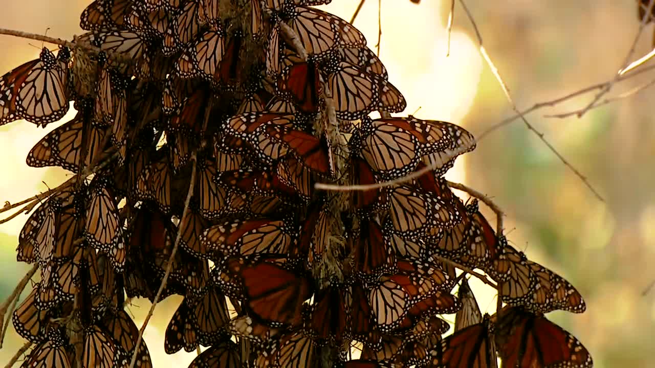 различные снимки большого количества бабочек-монархов на деревьях