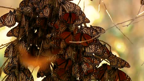 various shots of a large number of monarch butterflies on trees