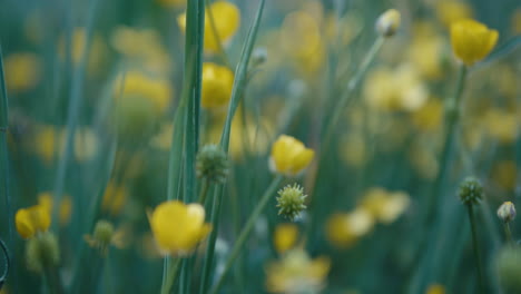 fast reverse dolly shot from patch of buttercups, soft focus