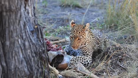 graphic: african leopard feeds on recently killed impala in the shade