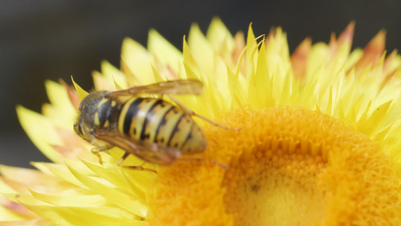 A European hornet actively feeds on pollen atop a vibrant yellow flower, captured in steady macro closeup with natural lighting and shallow depth of field