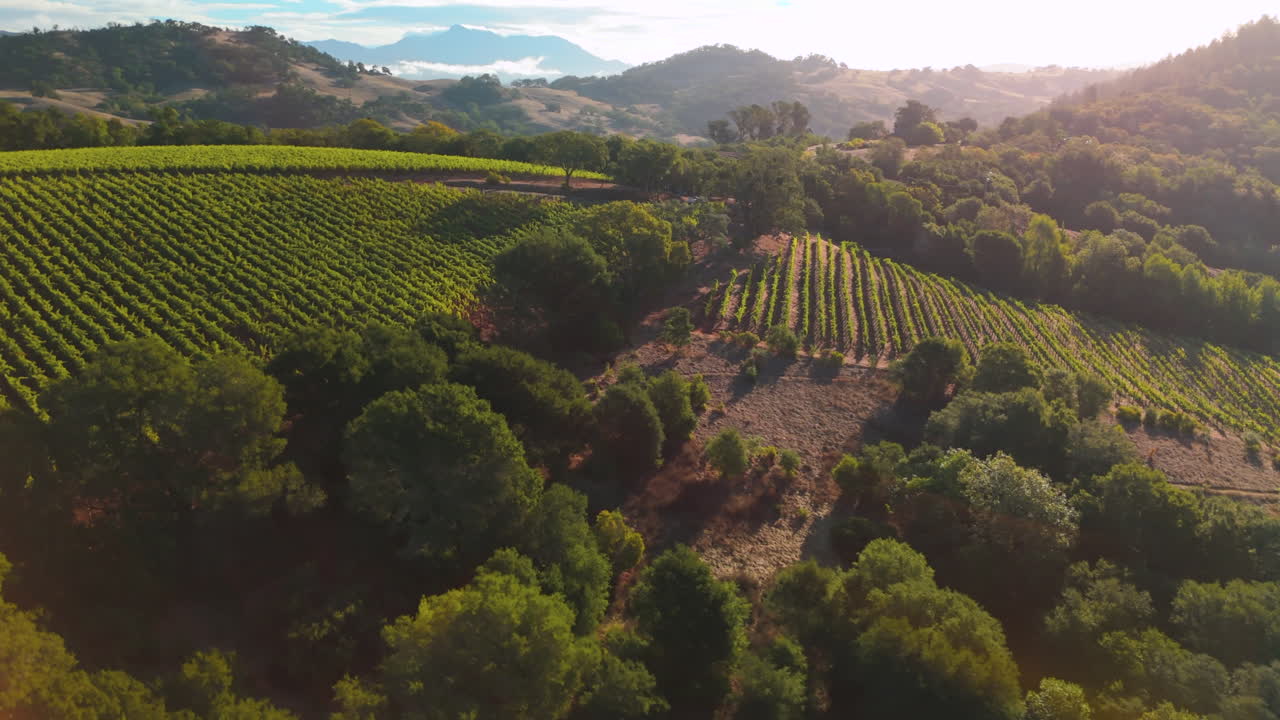 Filmato aereo con drone che si avvicina a un piccolo vigneto in una nebbiosa mattina d'estate, seguendo un camion da lavoro che percorre una strada sterrata rurale. Morbida luce mattutina e foschia atmosferica