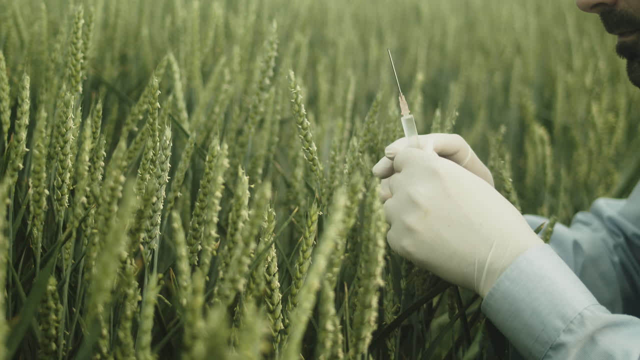 шприц с иглой, концепция генетически модифицированных продуктов питания, средний снимок