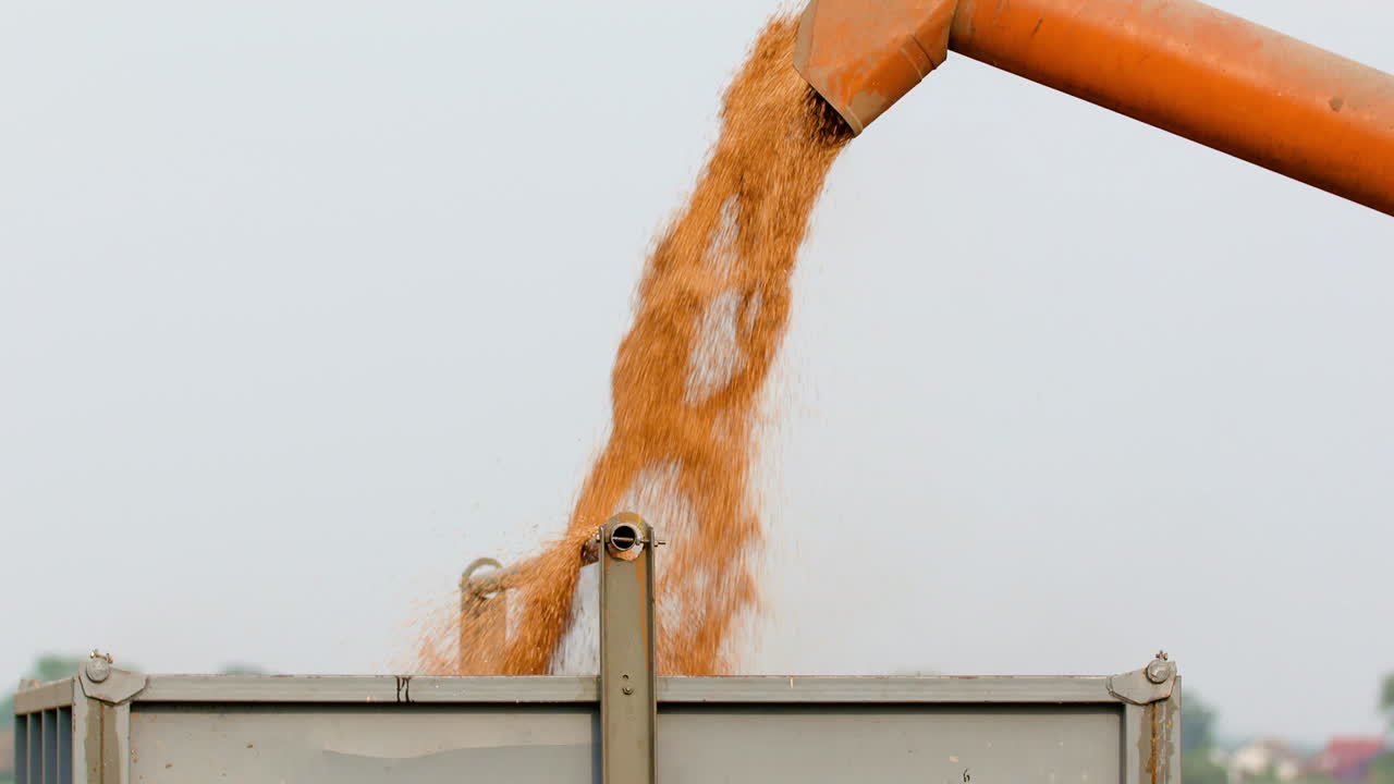Chicchi di grano che cadono dalla mietitrebbia nel contenitore.