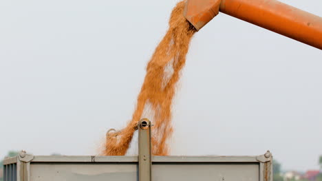 Weizenkörner-Fallen-Vom-Mähdrescher-In-Container-Falling