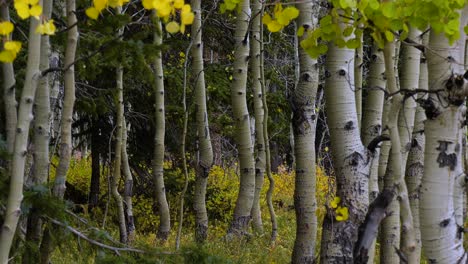 Espenbäume-Im-Herbst-Im-Wind